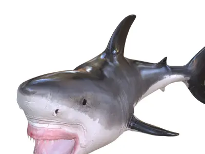  SHARK ANIMATED FISH 