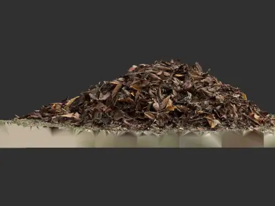Leaves on the ground 3d scan 3D model