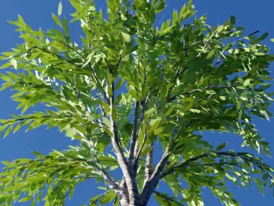 Realistic Tree Free low-poly 3D model