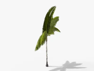 Coconut Palm Tree 3698-3 Free low-poly 3D model