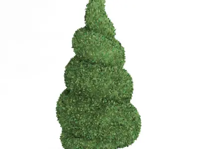 Boxwood Plant Buxus sempervirens 3D model