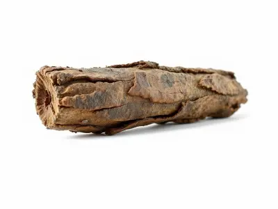 Tree Bark Texture Model Pack with High Detail Texture