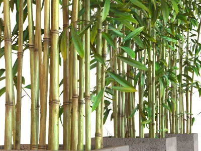 Bamboo Plants in Pots 3D model