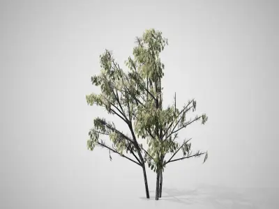 Common Hazel Catkins Tree Low-poly 3D model