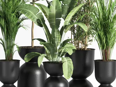 Indoor Plant set 01Z 3D model