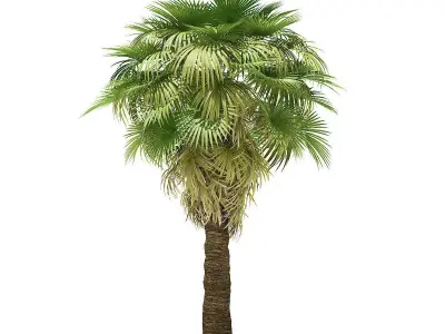 California Palm Tree 3D Model 7m 3D model
