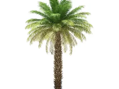 Date Palm Tree 3D Model 7m 3D model