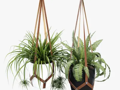 Cofield hanging planter with two plants 3D model