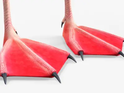  Exotic Bird Red Flamingo 