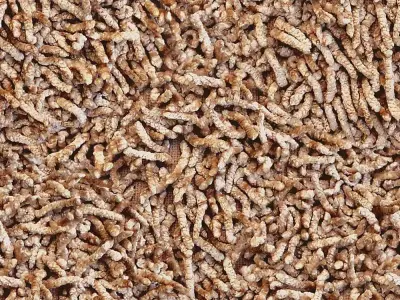 Seamless Shaggy Carpet Texture  Texture