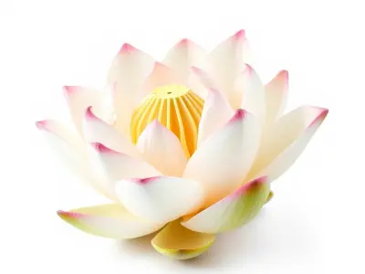 Lotus Flower Sculpture model pack Low-poly 3D model