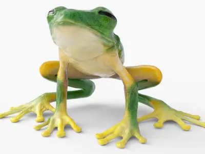  Idle Tree Frog Animated Rigged for Blender 