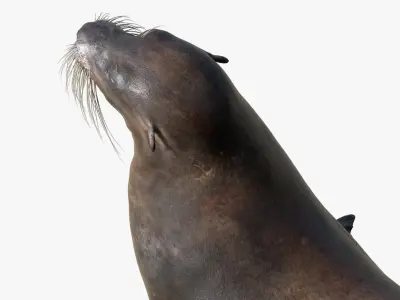  Seal Rigged 