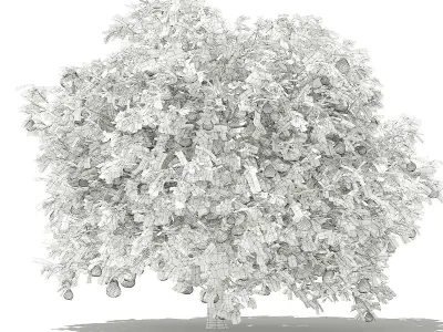 Pomelo Tree with Fruits 3D model