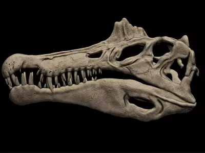 Spinosaurus Skull  3D print model