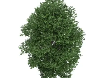 Large-leaved Lime Tree Tilia platyphyllos 3D model