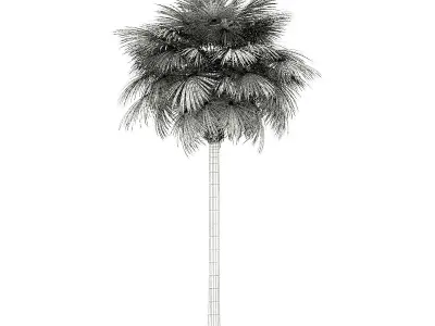 Sabal Palm Tree 3D Model 11m 3D model