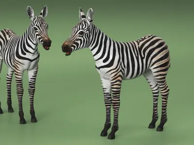  Zebra Foal 