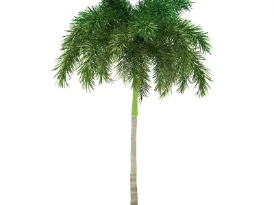 Foxtail Palm Tree 3D Model 7m 3D model