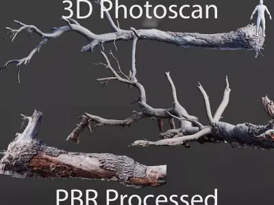 PBR 8K Pine Tree Fallen Dead Scan Big 3D model