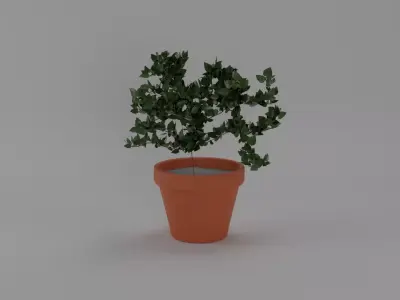 Garden Plant 3D model