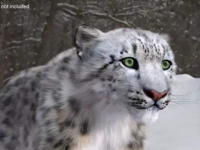  Snow Leopard Fur Rigged 