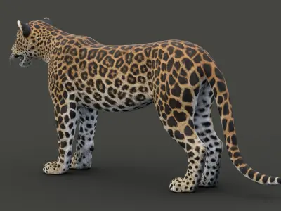  Leopard 3D Model 