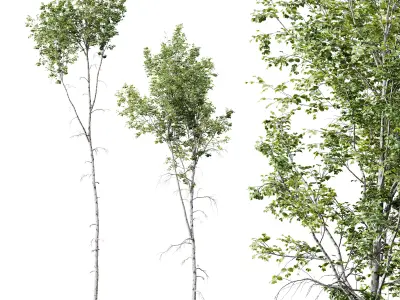 AV Betula Pendula and Fagus Sylvatica 3D model