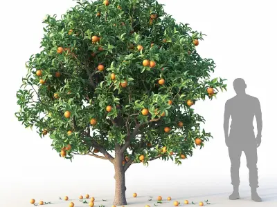Orange Tree 3D model