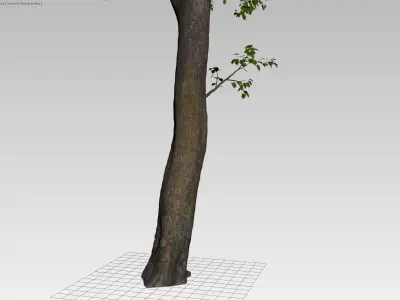 Forest tree 3D model