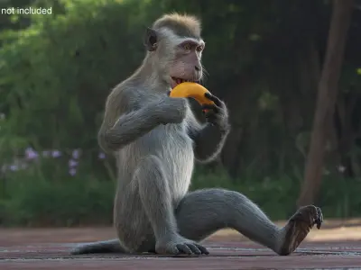  Gray Rhesus Macaque Eating Banana Fur for Maya 