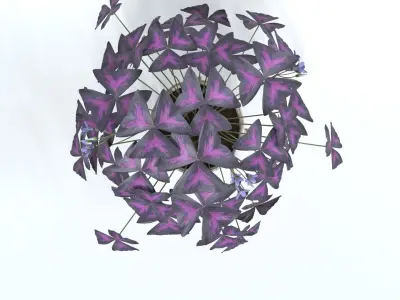 oxalis purple  3D model