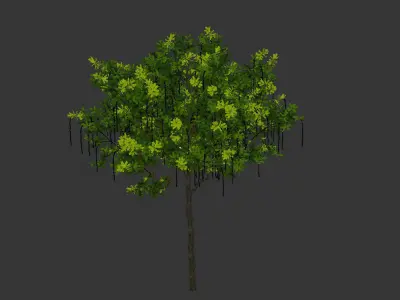 Barringtonia acutangula 3D model