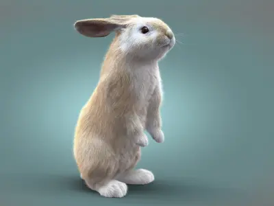  Rabbit Cream RIG XGEN 