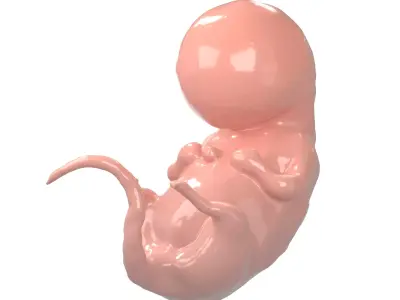 Human embryo V1 002 Low-poly 3D model