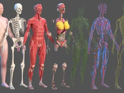  Complete Male and Female Body Anatomy Collection 