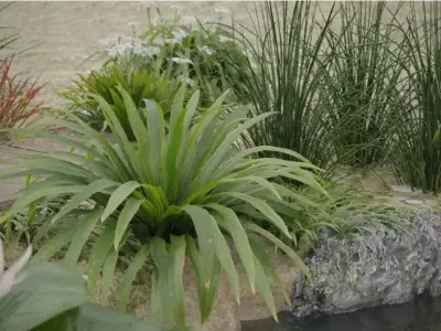 Aquatic Plant Landscape 3D model