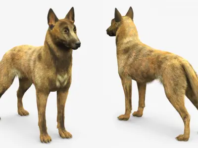  Shepherd Dog Standing Gold Brindle Fur 