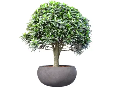 Decorative tree shrub plant in a modern stone pot vase 3D model