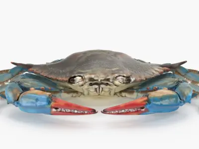  Blue Crab 