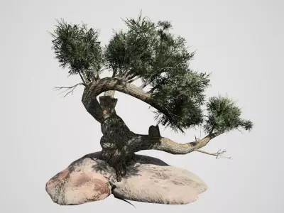 Jeffrey Pine Tree Low-poly 3D model