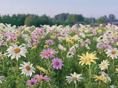  Flower collection vol06 Daisy 