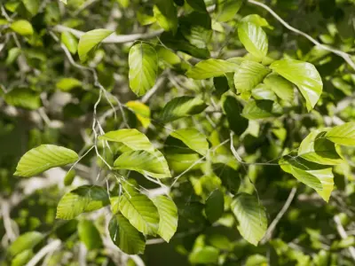  European Beech Collection 3D Scanned Animated 