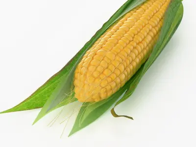  Realistic Corn 