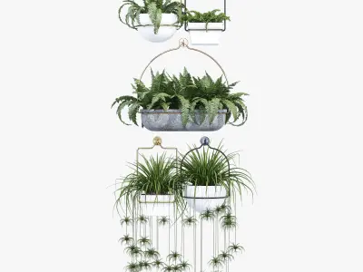 amazon three hanging plants 3D model