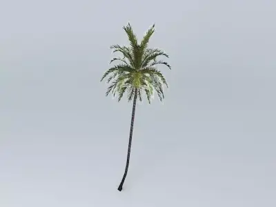 Coconut Palm Cocos nucifera Free 3D model