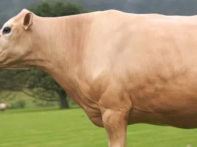  Jersey Cow 