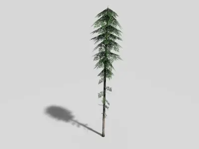 tall pine tree Low-poly 3D model