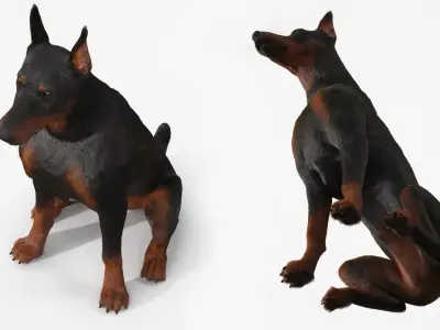  Doberman Pinscher Sits Fur for Cinema 4D 