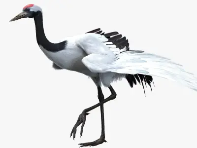  Red-crowned Crane Fur Animated Rigged 3D 